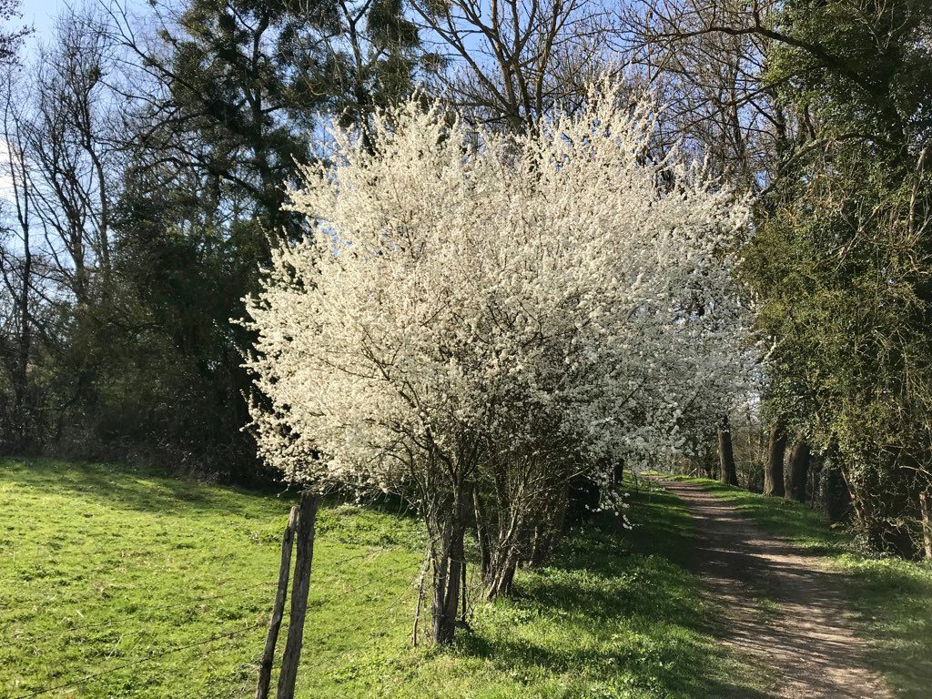 Neige au printemps - Christelle avril 2019